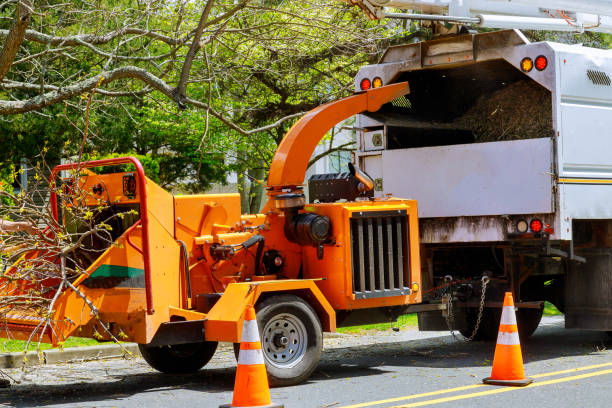 Reliable St Louis Park, MN  Tree Services Solutions